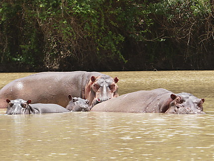 Hippo au Ghana sur la Dark Volta 