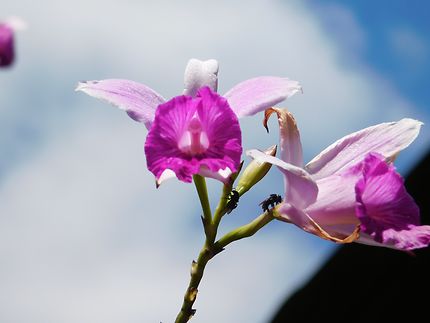 Orchidée au parc national de Tortuguero