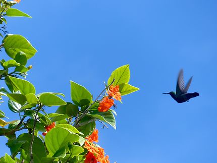 Le colibri falle-vert 
