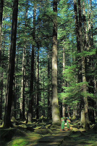 La forêt de Manali La forêt de Manali