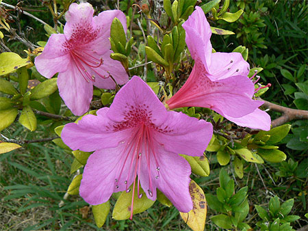 Belles fleurs : Fleurs : Plaine des Cafres : Cirques et hautes plaines : Réunion : Routard.com