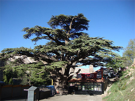 Cèdre du Liban Cèdre du Liban