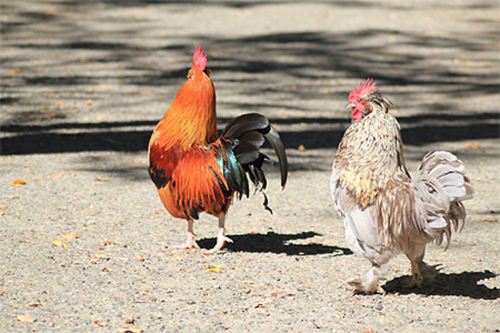 Toulouse - Jardin des plantes - Le coq et son amie