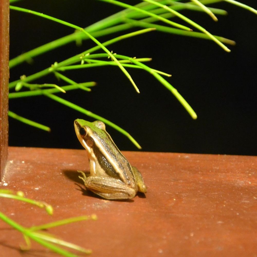 Grenouille sous la lampe