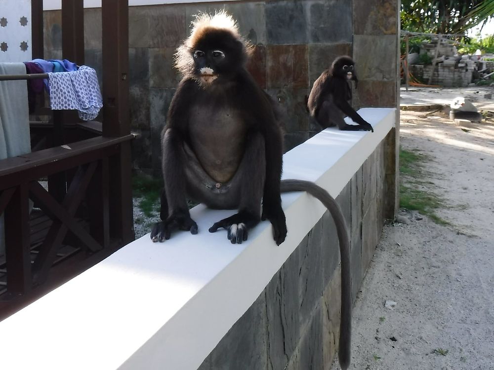 Singes sur les îles Perhentian en Malaisie