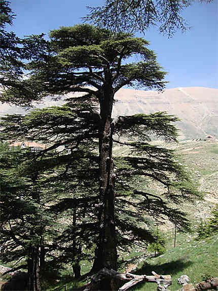 L'emblème du Liban