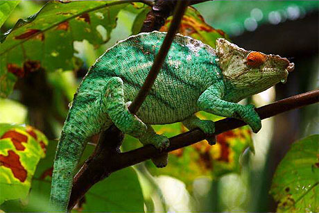 caméleon de madagascar caméleon de madagascar
