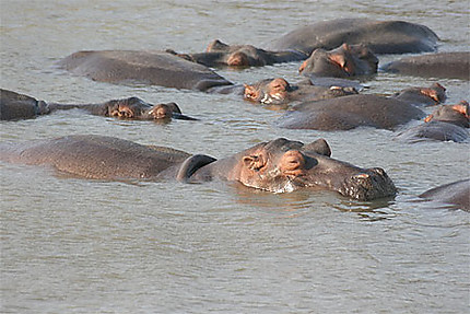 Hippopotames de Santa Lucia