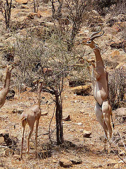 Gerenuk male