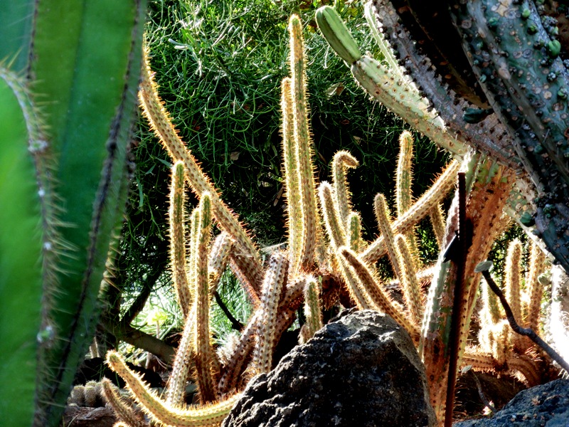 Cactus Cactus