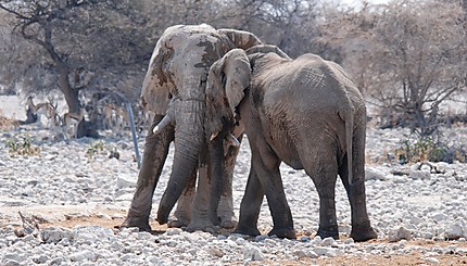 Calins d'éléphants