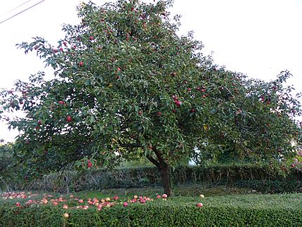Bel arbre de pommes