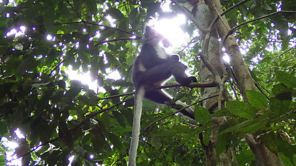 Parc national Gunung Leuser 