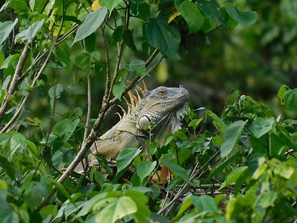 Iguane au parc national de Tortuguero