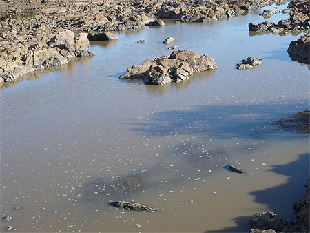 Fleuve avec crocodiles Fleuve avec crocodiles