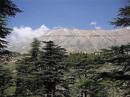 La quintessence du Liban