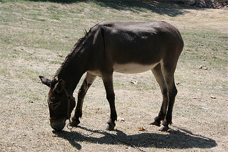 Un âne de Bulgarie Un âne de Bulgarie