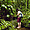 Ballade en forêt tropicale guadeloupe