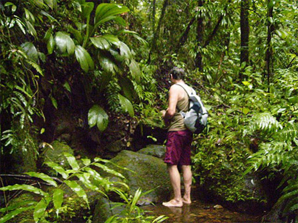 Ballade en forêt tropicale guadeloupe