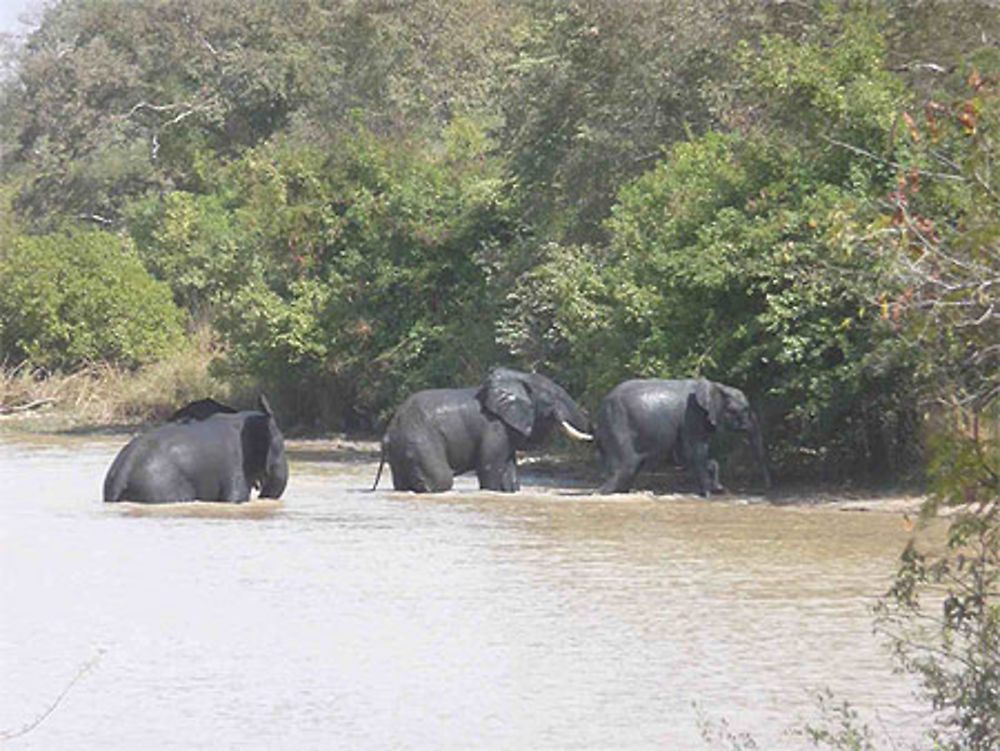 Eléphants au parc du W