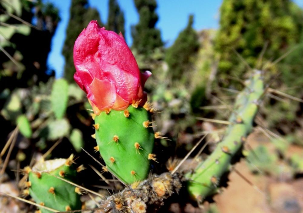 Fleur de cactus