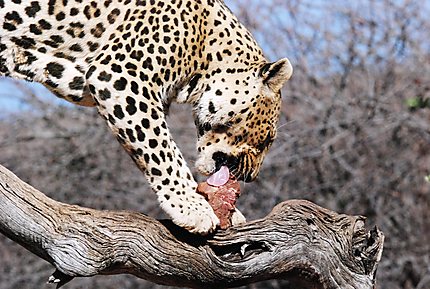 Le léopard apprécie le repas 