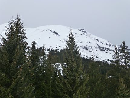 Vert et blanc