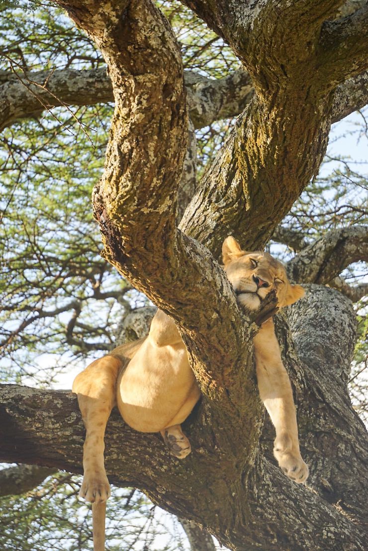 Lionne - Parc national du Serengeti, Tanzanie