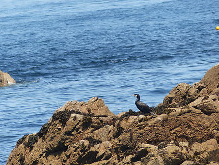 Le cormoran des 7 Iles