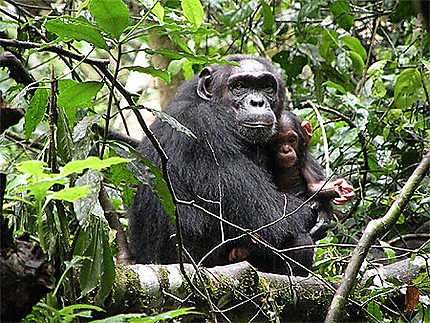 Maman chimpanzée et son bébé