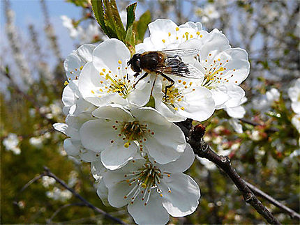 Fleurs de cerisier et l'abeille