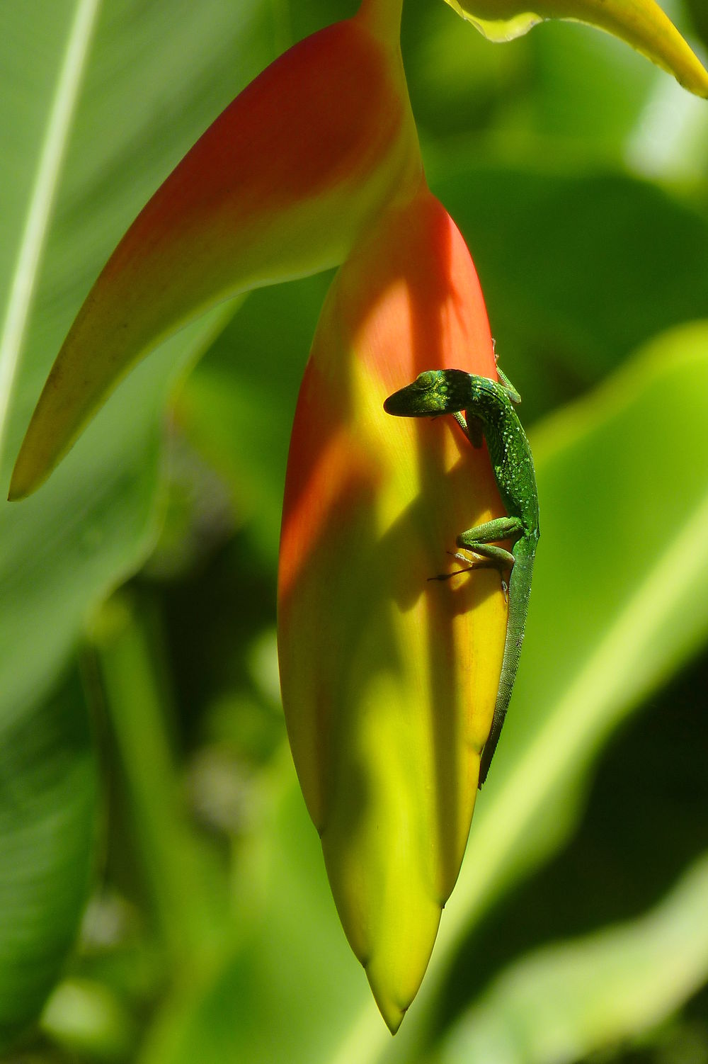 Le lézard Anoli