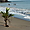 Futur cocotier sur la plage de St Pierre