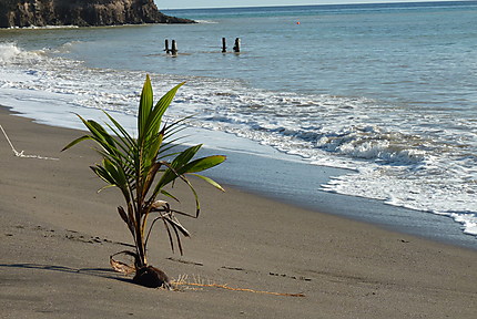 Futur cocotier sur la plage de St Pierre