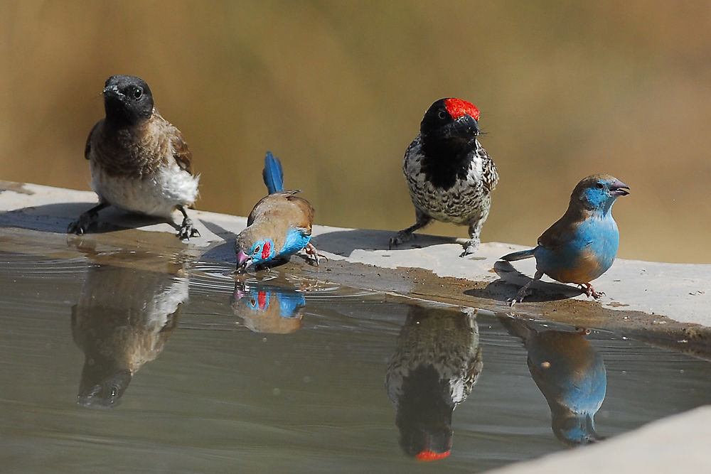 Un beau quatuor