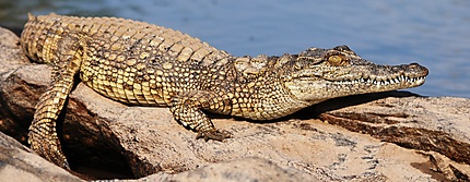 crocodile au  repos