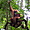 Parc national Gunung leuser 