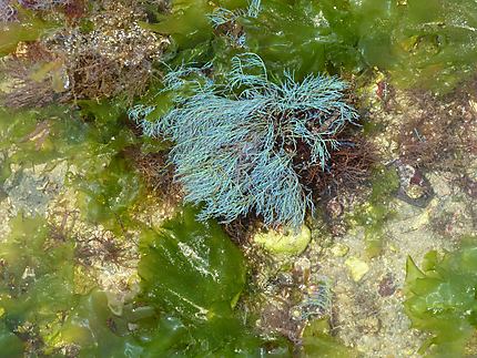 Une algue bleue 