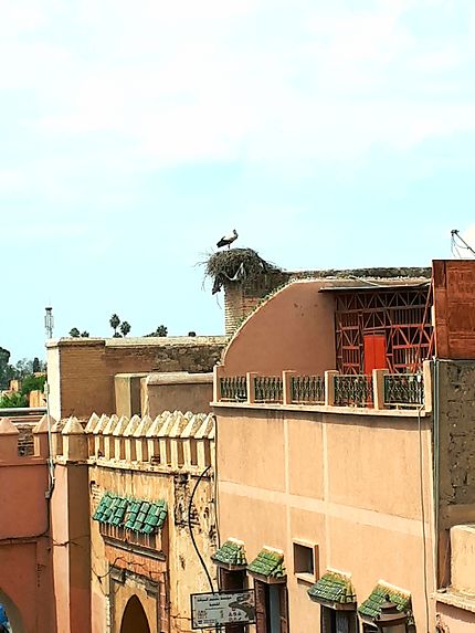Cigognes sur les toits de Marrakech