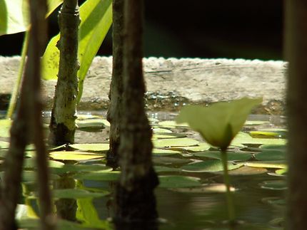 Une fleur sur l'eau à Ubud