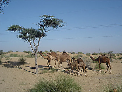 Le désert du Thar