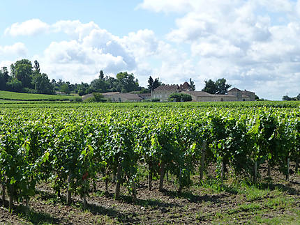 Domaine viticole