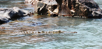 Crocodile en début de plongée