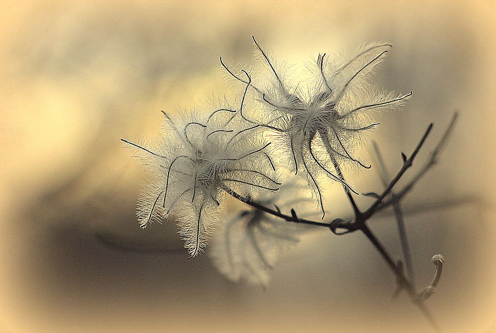 Légèreté hivernale