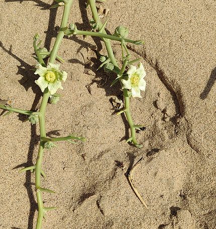 Fleurs du Namib