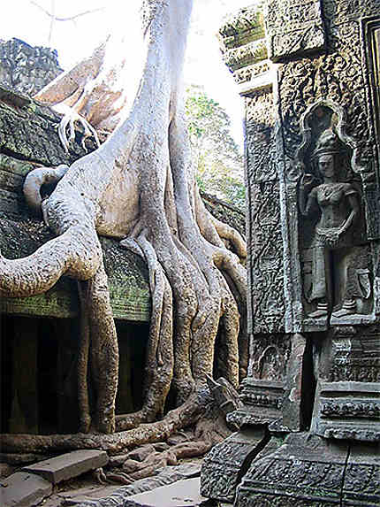La jungle dans le coeur d'Angkor