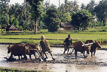 Travail dans les rizières