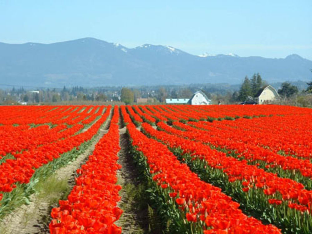 Champ de tulipes