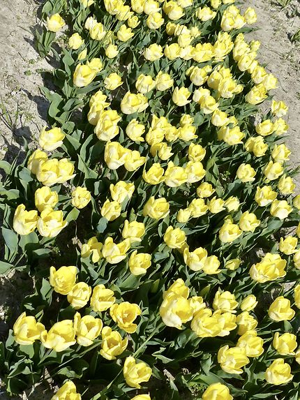 Parterre de tulipes à la Pointe de la Torche