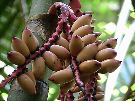 Fruits dans le Taman Negara